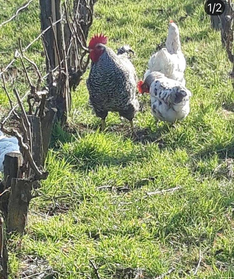 Fleury-la-RiviereFloressens En Champagne Terrasse Privative Sur Le Vignoble别墅 外观 照片