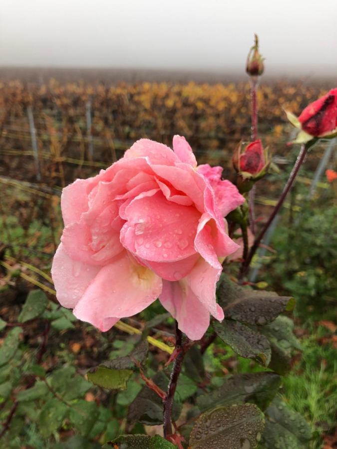 Fleury-la-RiviereFloressens En Champagne Terrasse Privative Sur Le Vignoble别墅 外观 照片