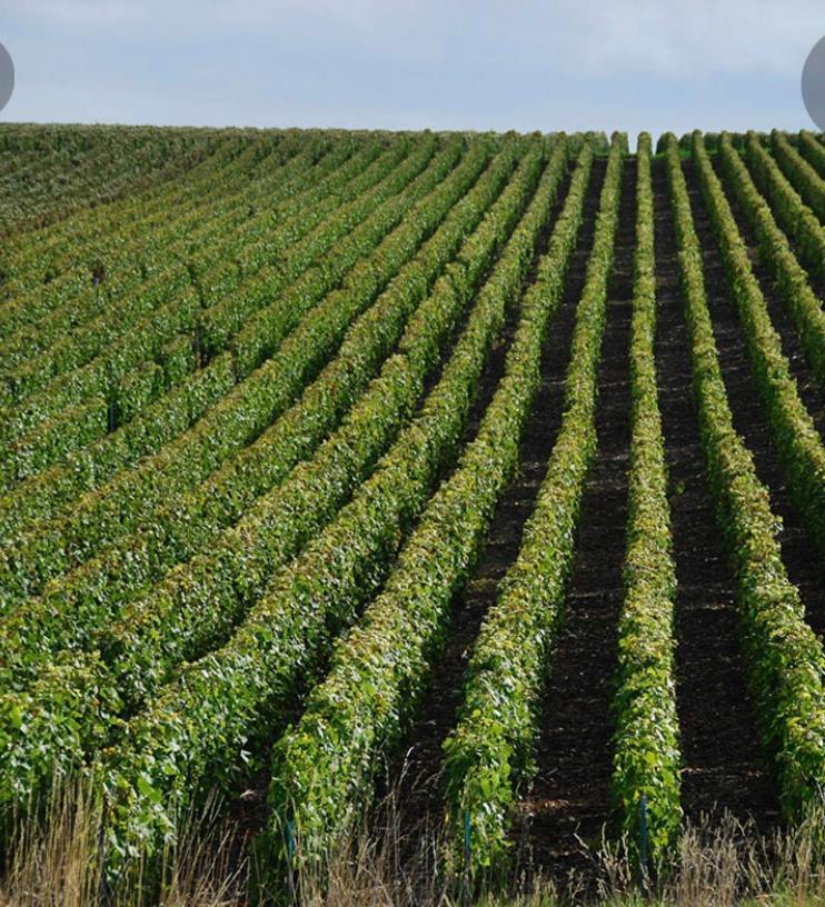 Fleury-la-RiviereFloressens En Champagne Terrasse Privative Sur Le Vignoble别墅 外观 照片